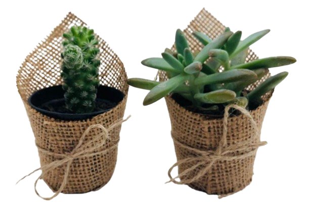 Suculentas Personalizadas